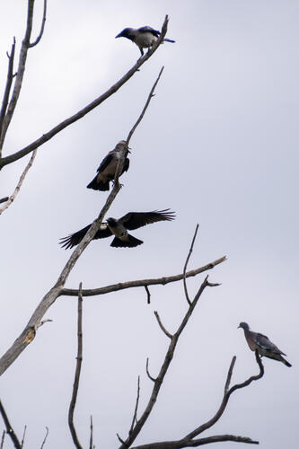 Crow tree